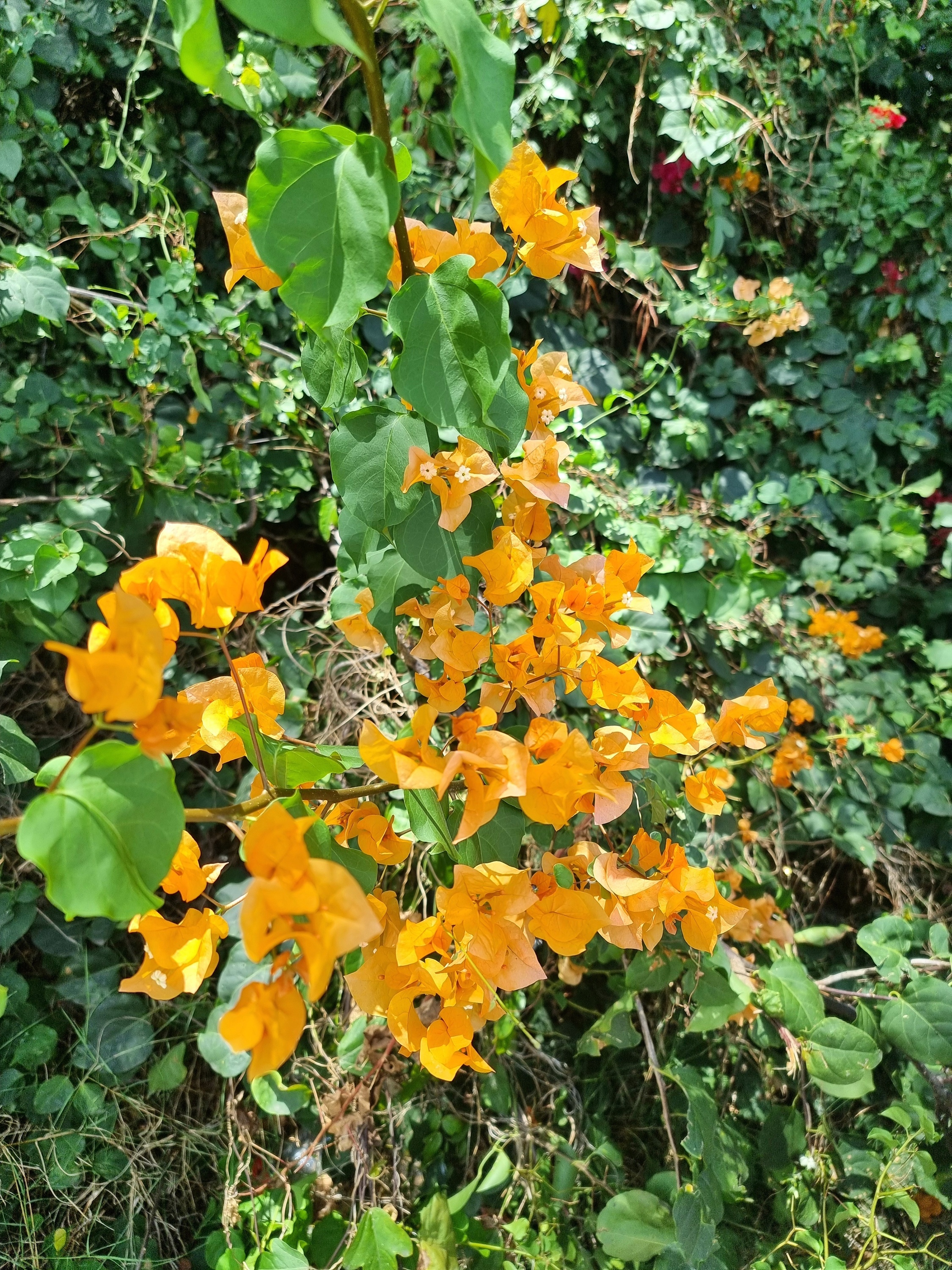 Port Louis, Mauritius, einfach mal so in den Ort gegangen