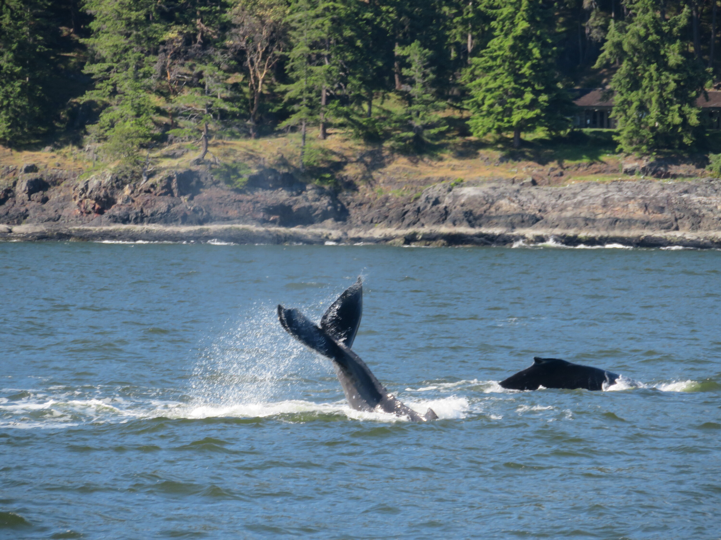 Buckelwale vor Bowen Island