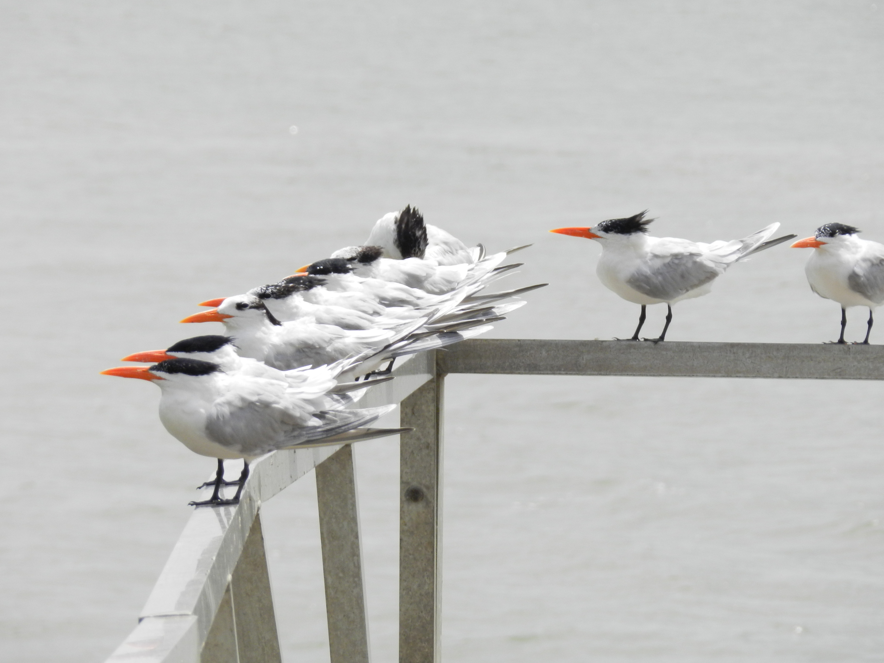 Ile Royale (Papillon)