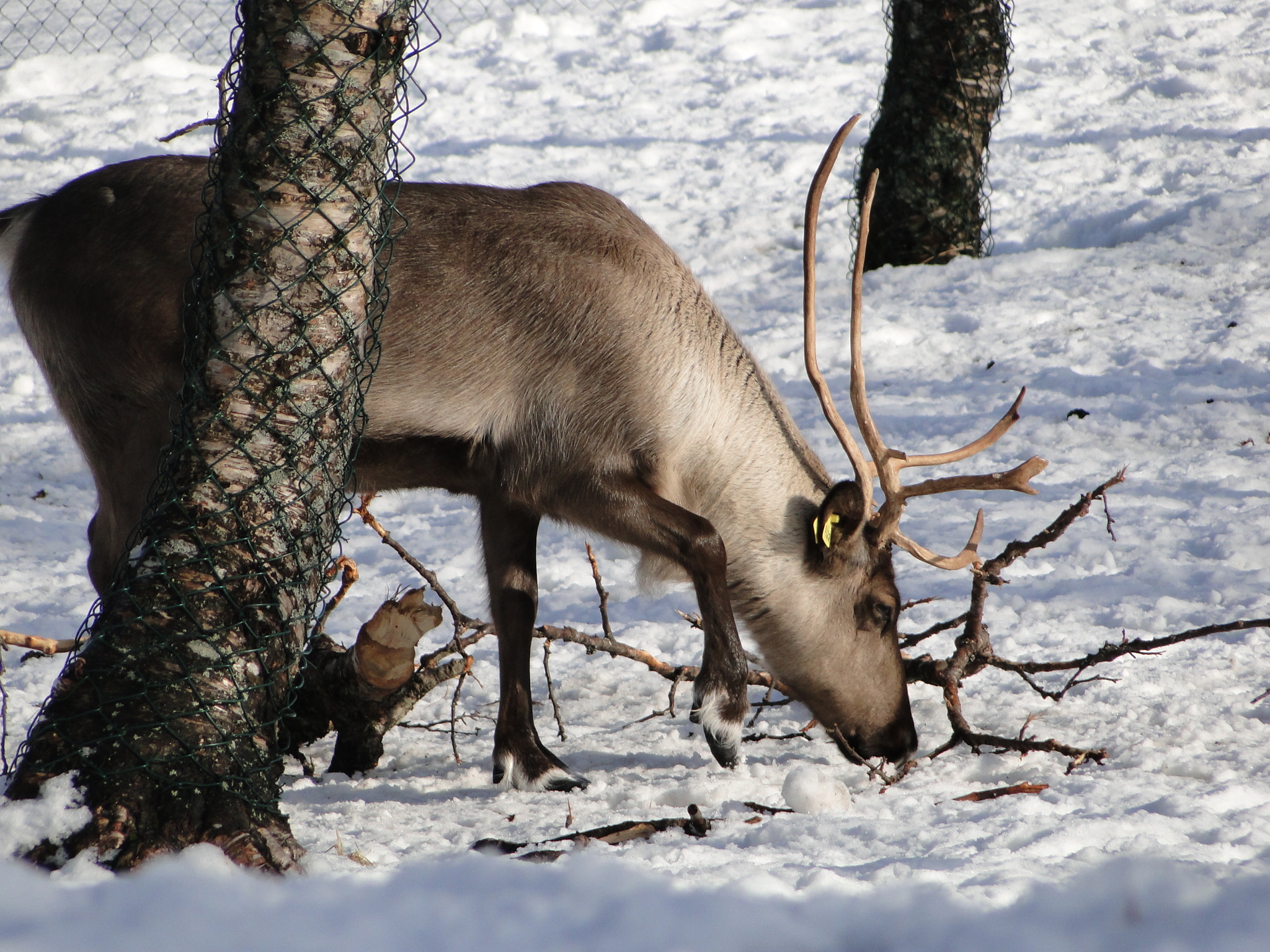 Tromsö Rentiere an der Universität
