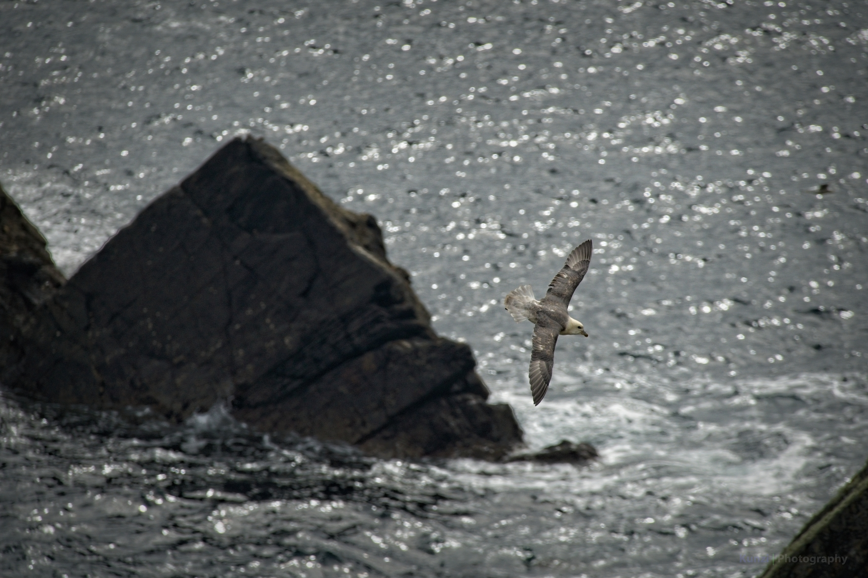 Fly little bird, fly