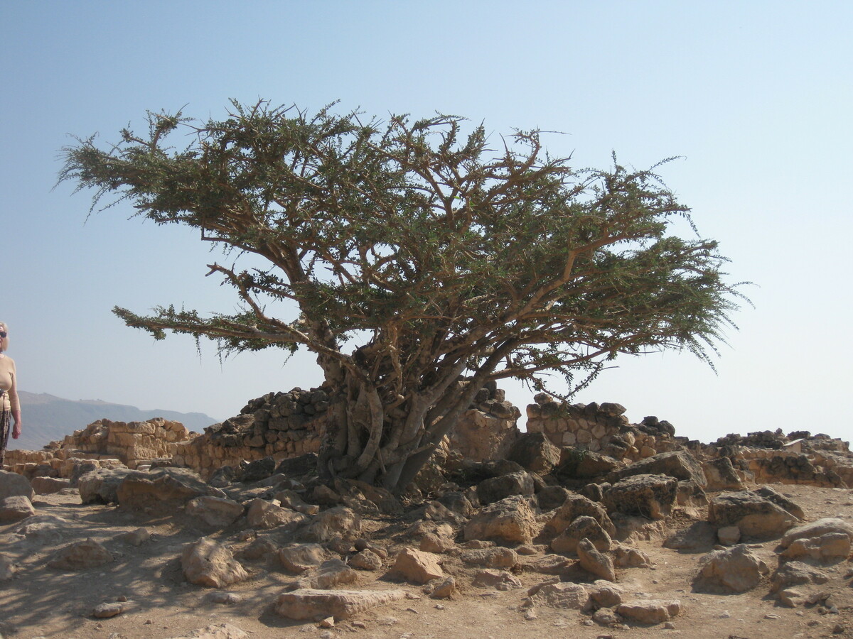 Salalah - Ein Weihrauchbaum