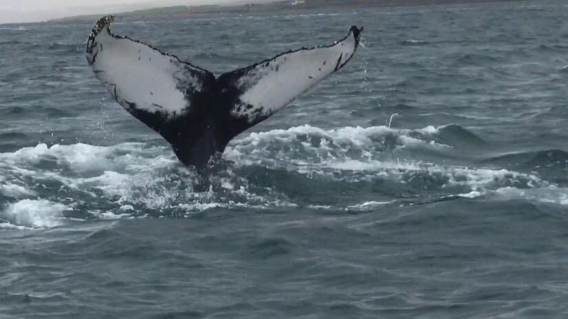 Illulisat Diskobucht August 2017