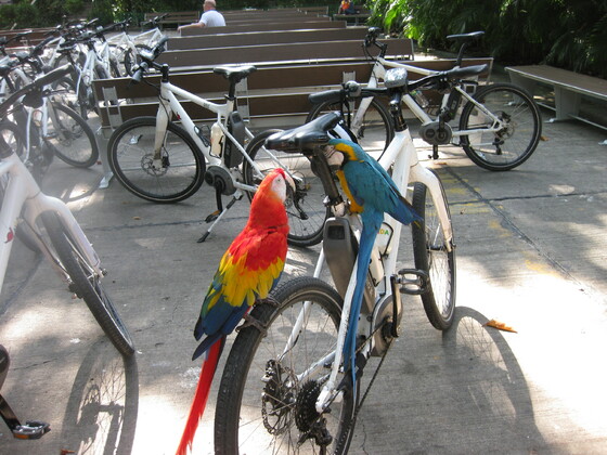 Karibische Momente - Cartagena Bike Tour mit Anhang