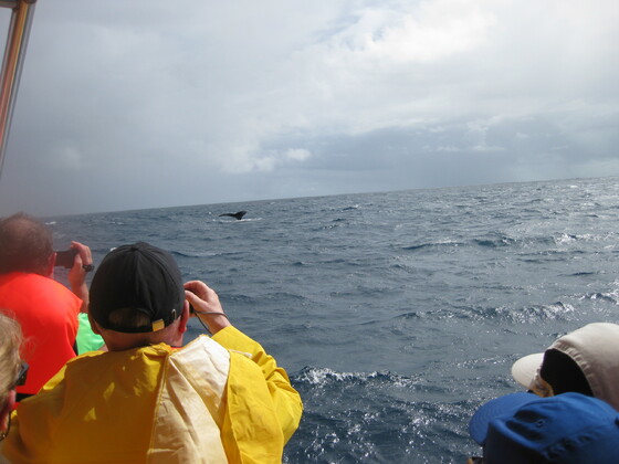 Karibische Momente - Samana Whalewatching - Ausflug SMN07