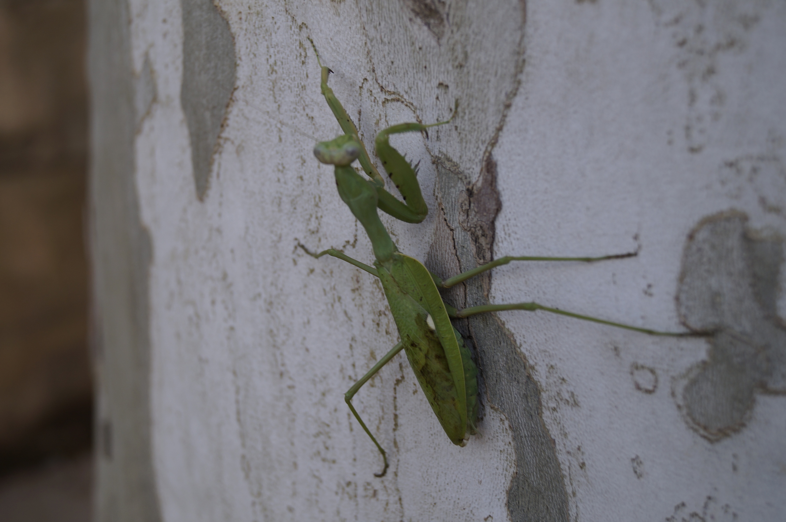 Riesen Sonnenanbeterin in Palma im Dezember
