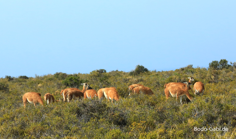 Gunakos auf der Halbinsel Valdes