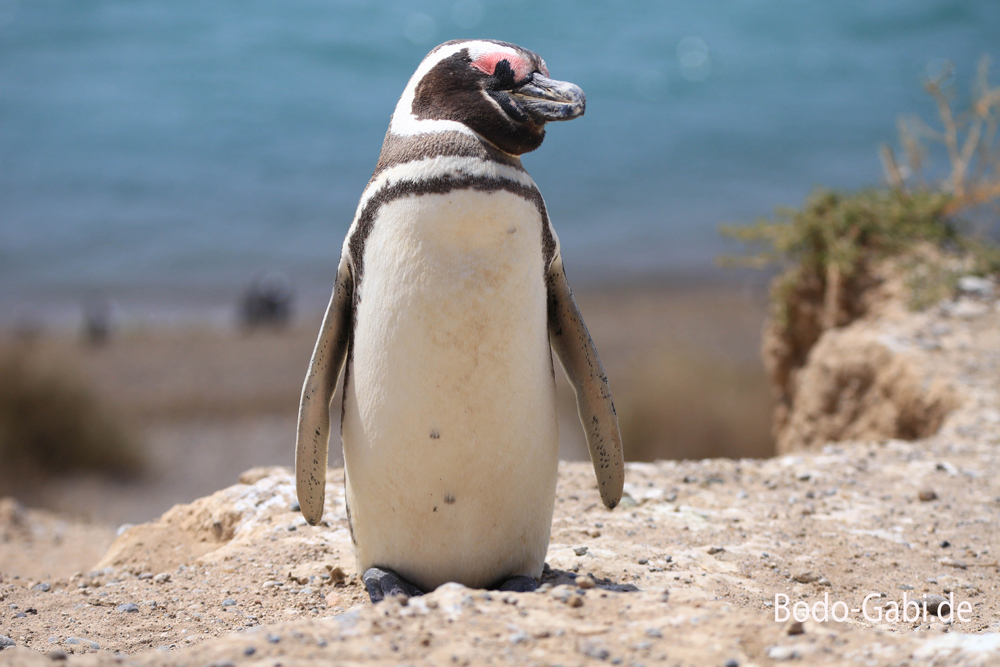 Magellan-Pinguin auf Valdes