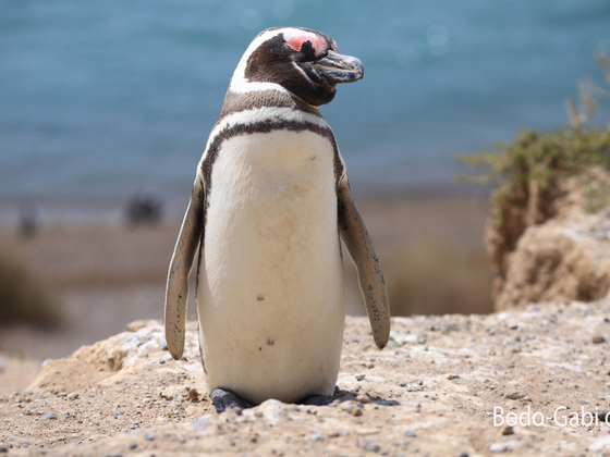 Magellan-Pinguin auf Valdes