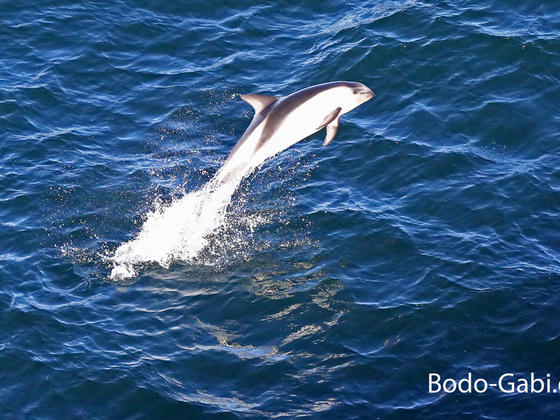 Patagonische Delfine