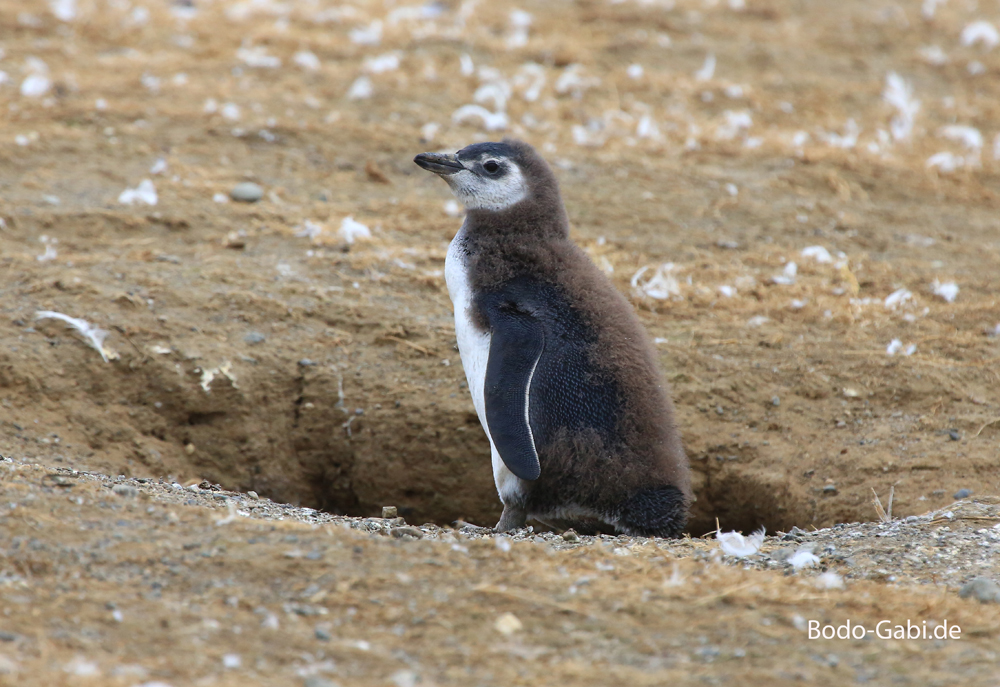 Magellan-Pinguine auf Magdalena Island