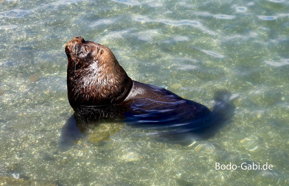 Seelöwe in Puerto Montt