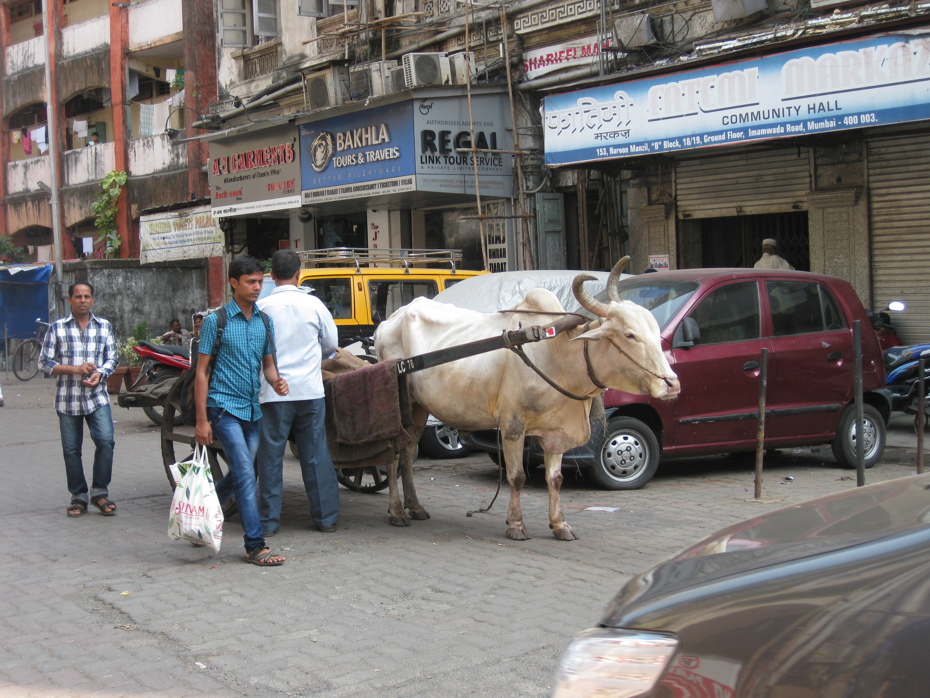 Mumbai Impressions ( Heilige Tiere gehören zum Stadtbild)
