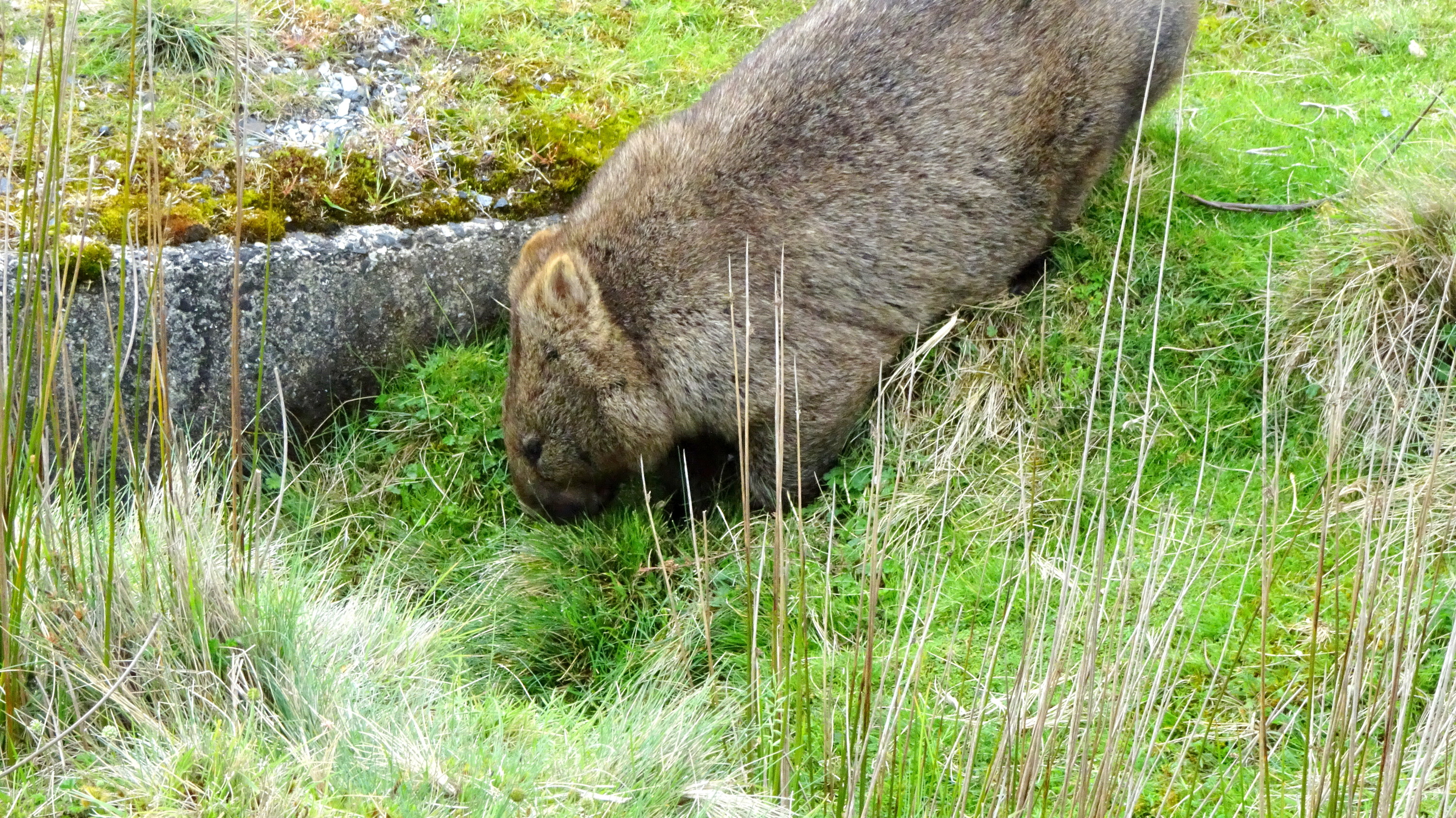 Burnie Cradle Mountain