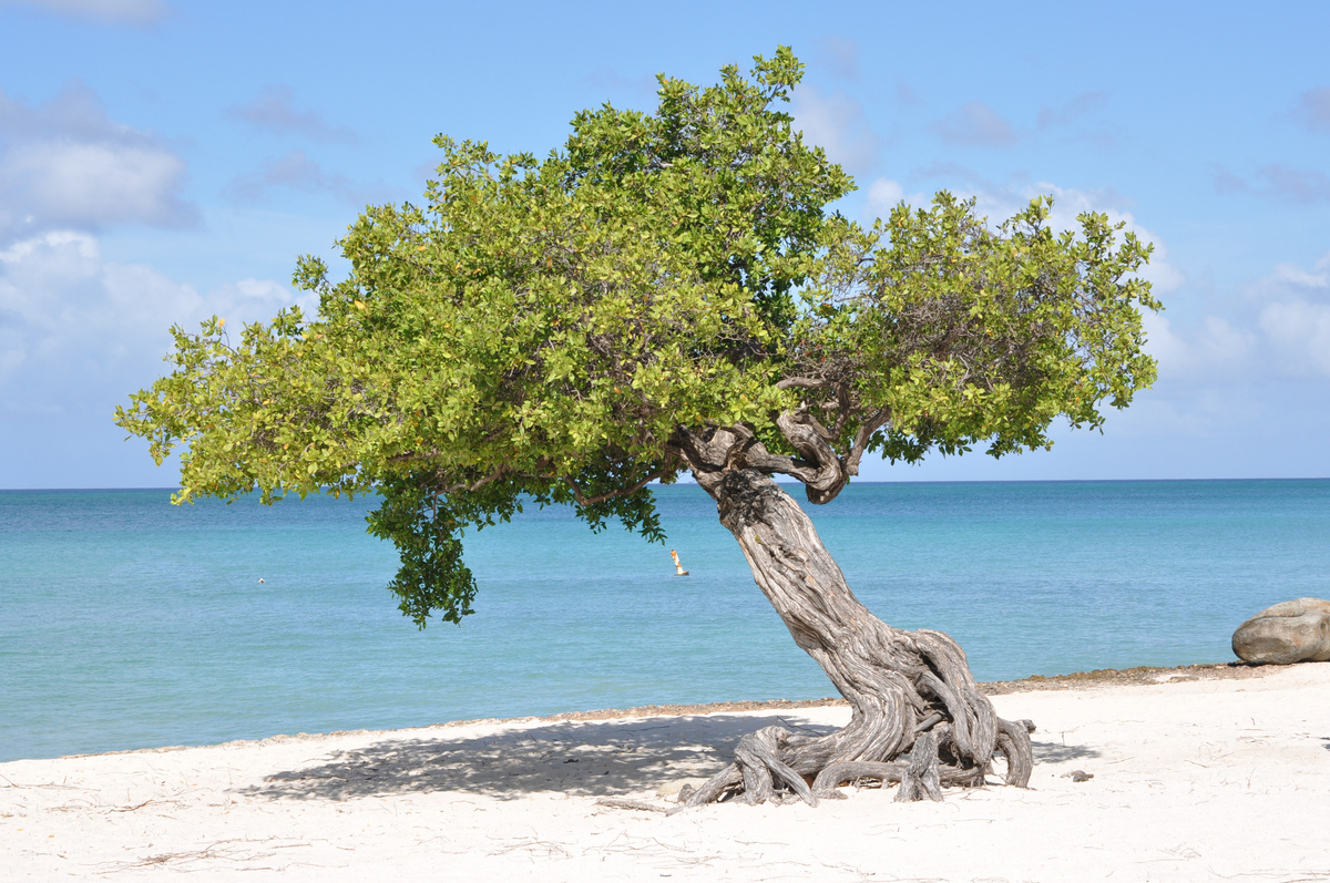 Divi Divi Baum am Eagle Beach, Aruba