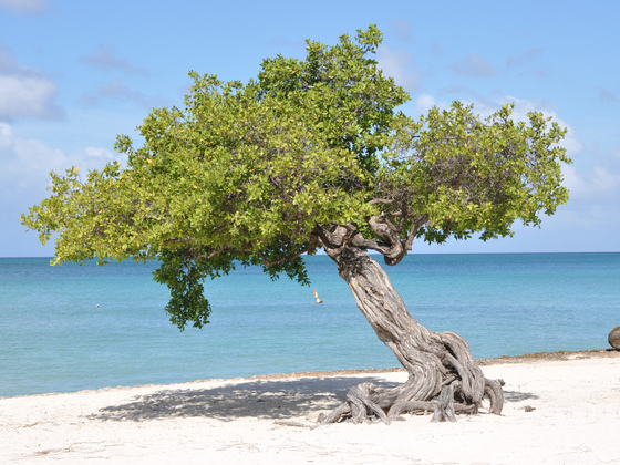 Divi Divi Baum am Eagle Beach, Aruba