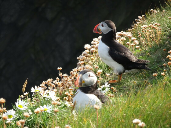 Zur Vogelbeobachtung am Sumburgh Head (Shetland Inseln)