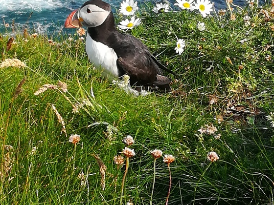 Zur Vogelbeobachtung am Sumburgh Head (Shetland Inseln)