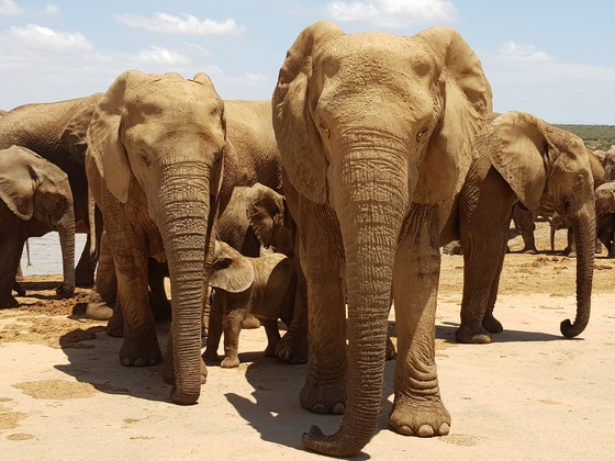 Addo Elephant Park, Port Elizabeth