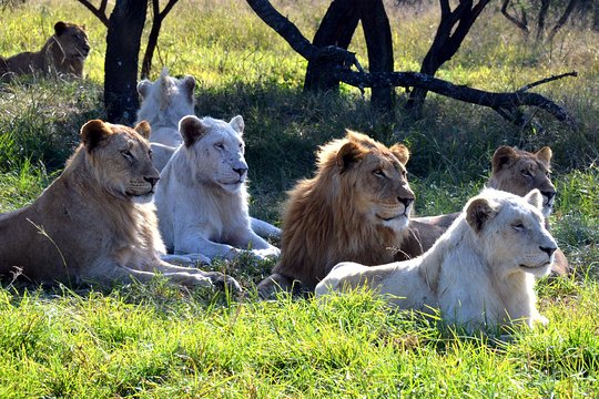 Natal Lion Park, Durban