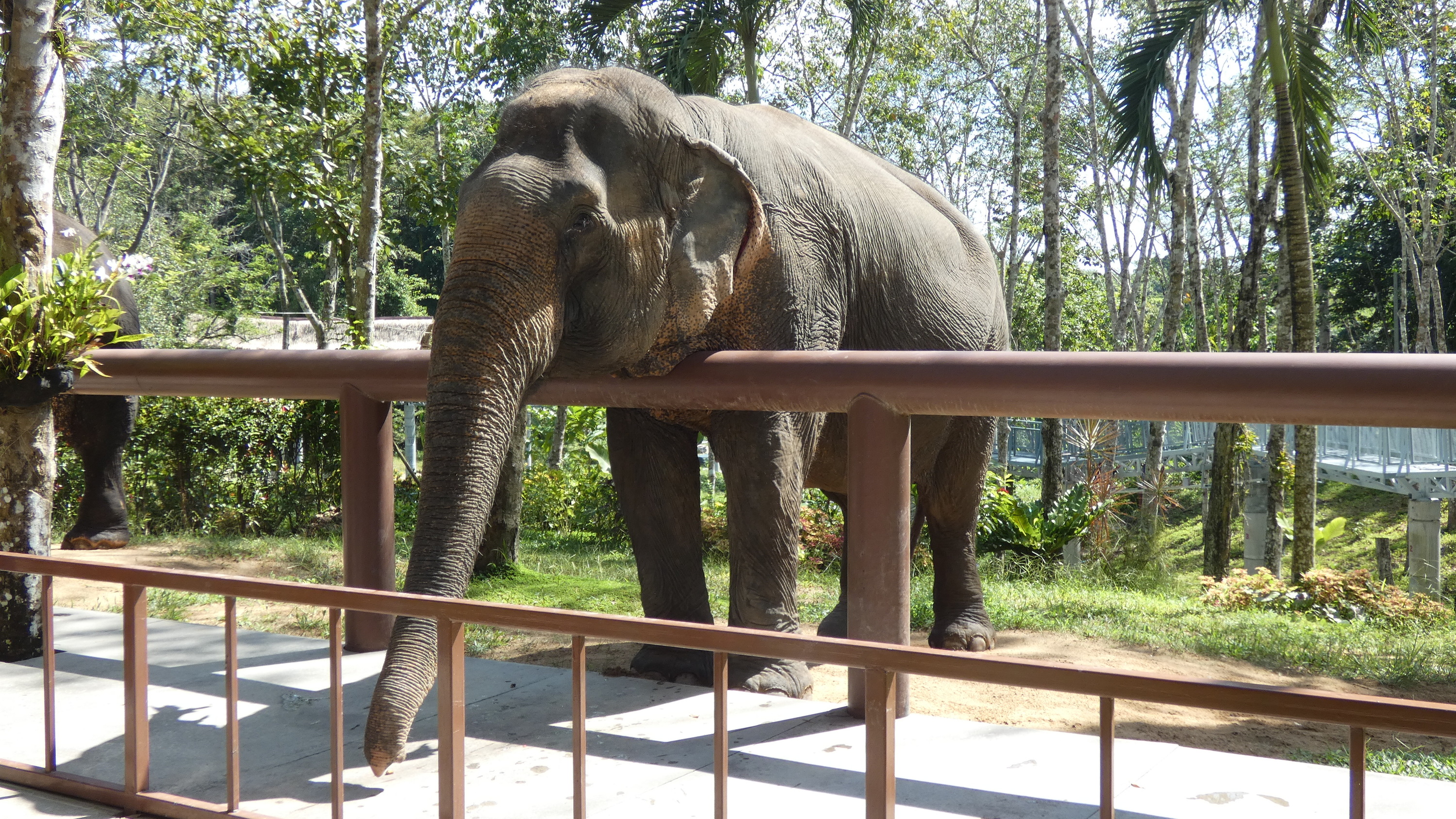 Phuket Elephant Sanctuary
