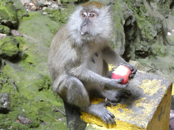 Affen in den Batu Caves, Malaysia - Nahe Kuala Lumpur
