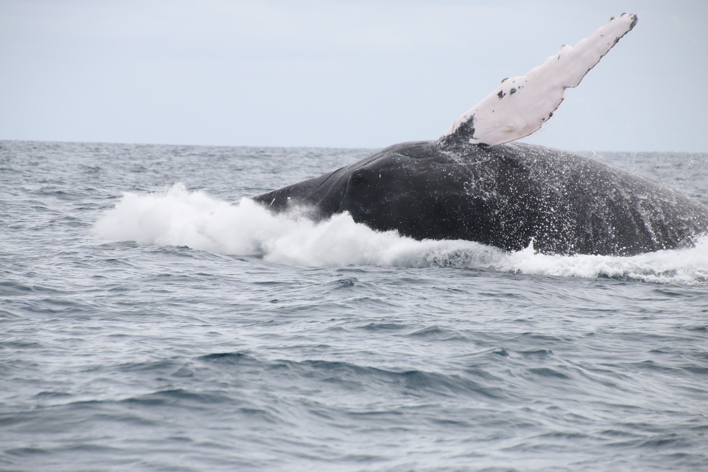 Sanfte Riesen in der Bucht von Samana