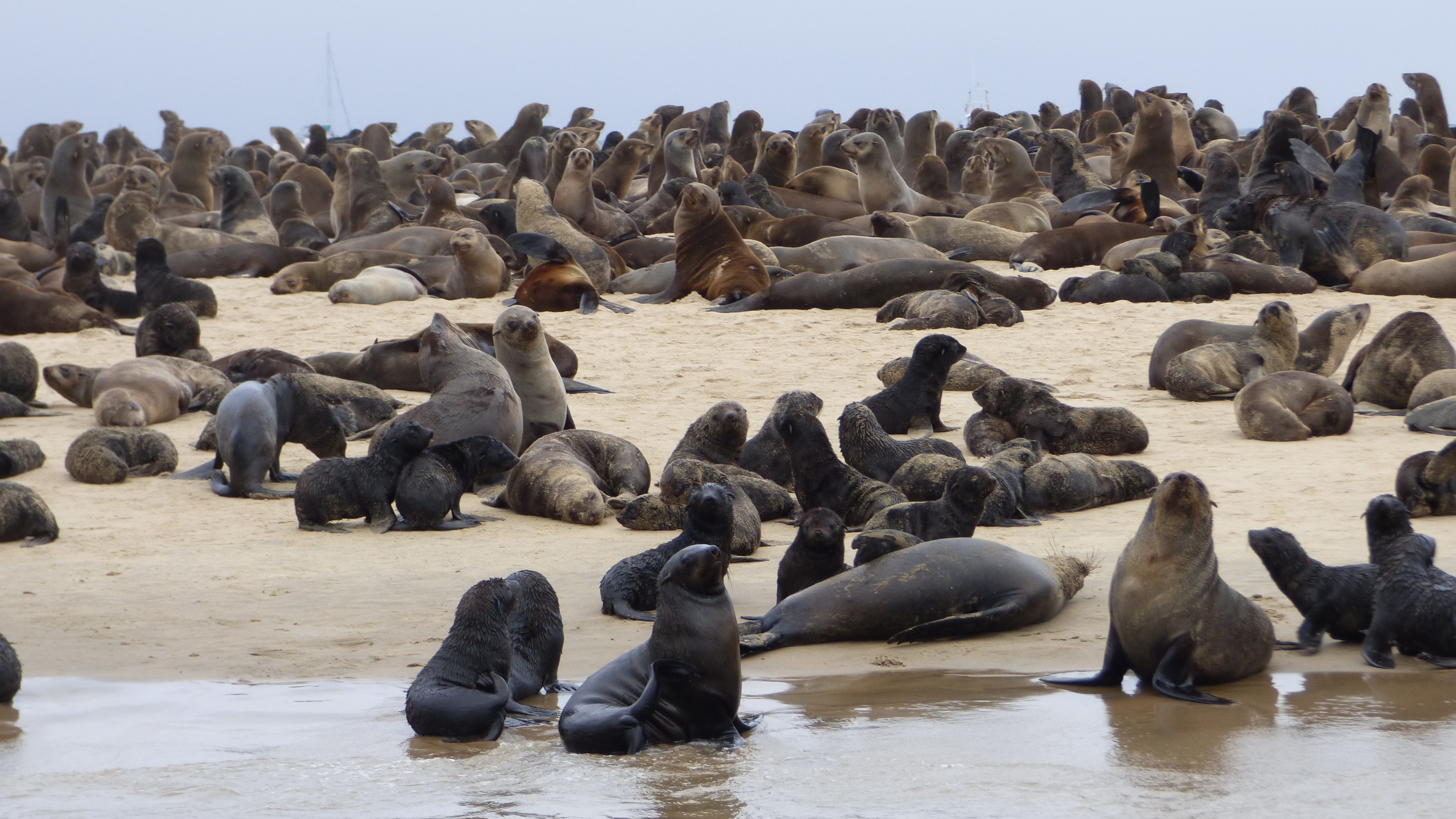 Ausflug zu den Seehunden