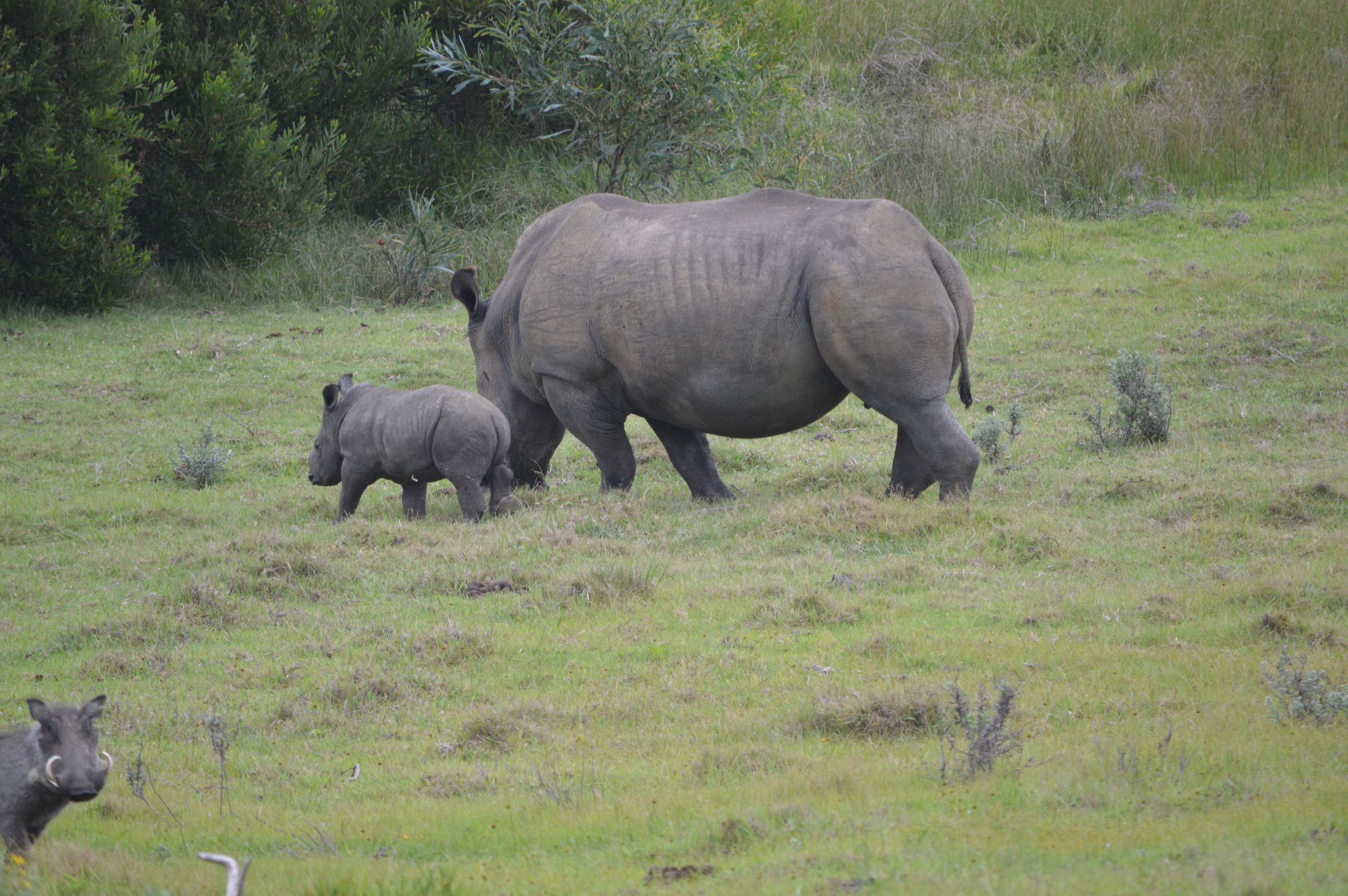 Kragga Kamma Game Park