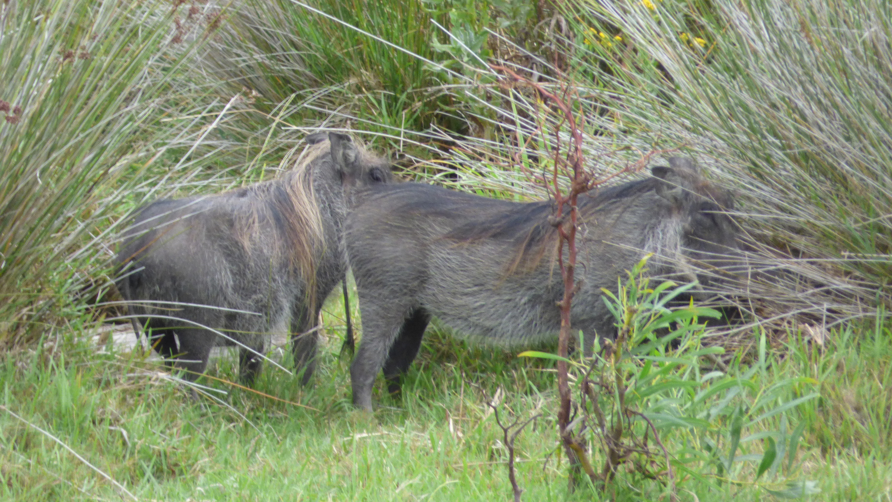 Kragga Kamma Game Park