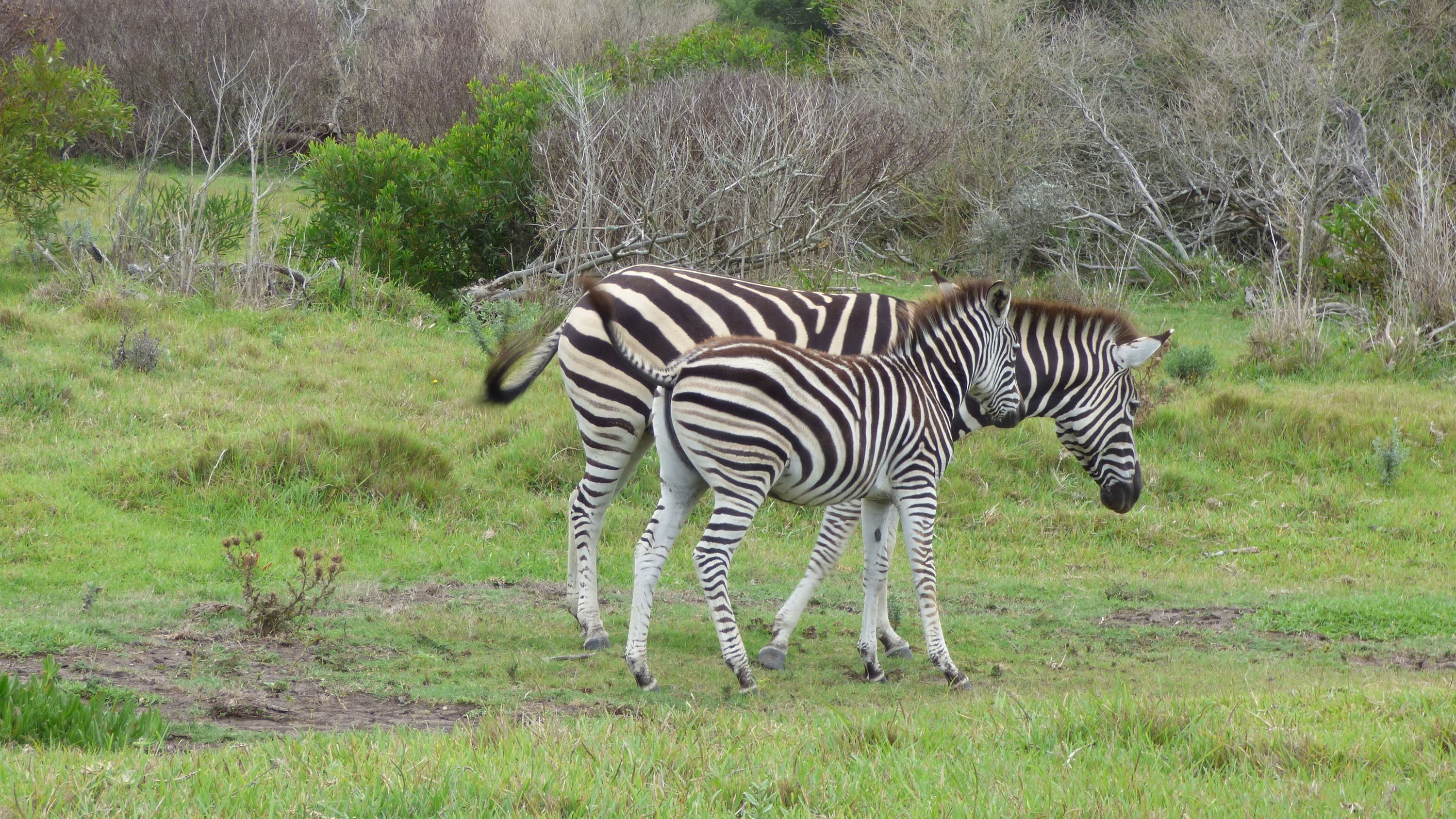 Kragga Kamma Game Park