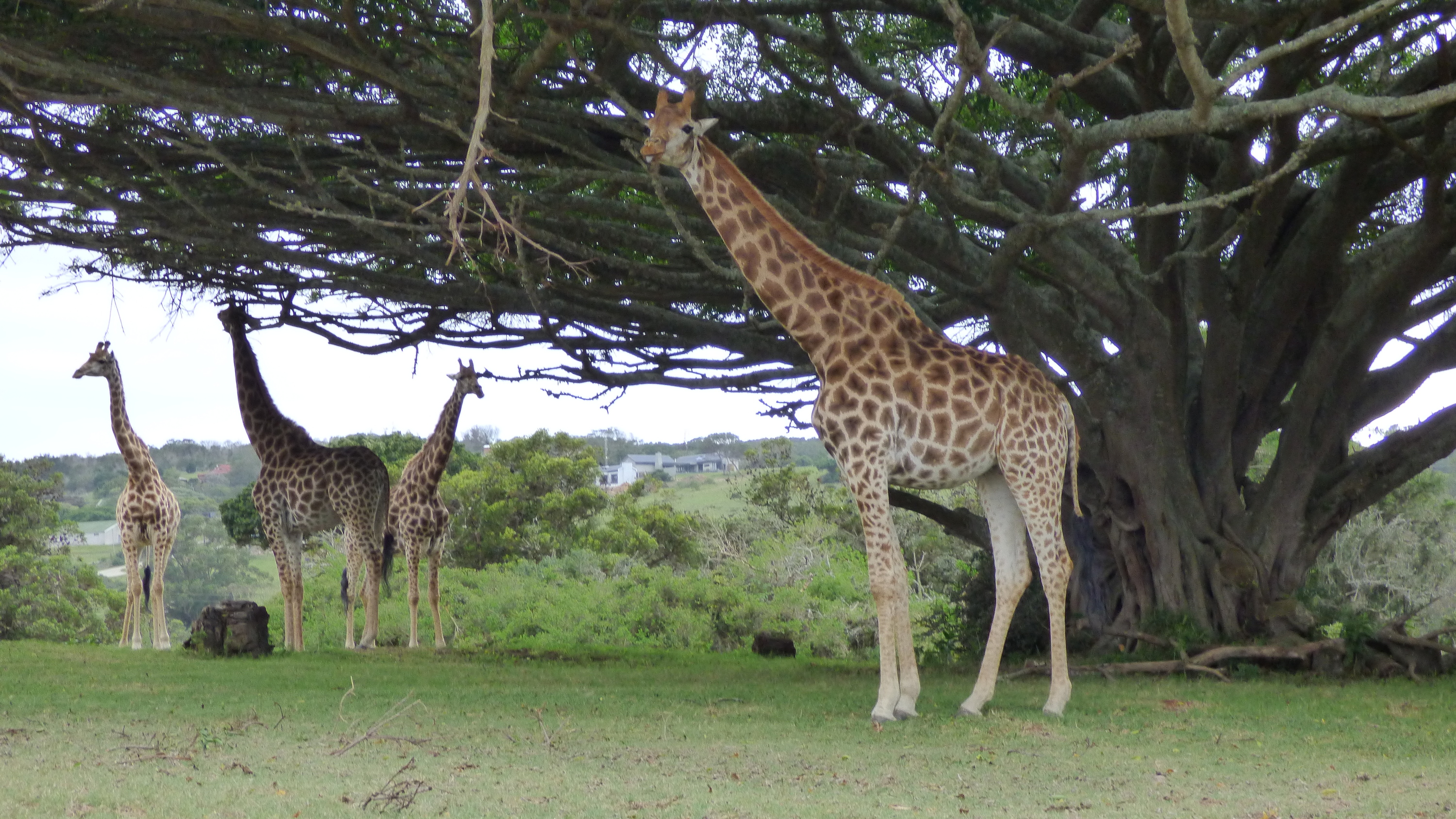 Kragga Kamma Game Park