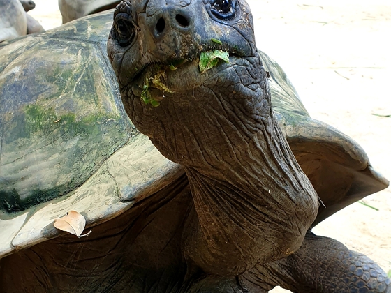 Riesenschildkröte im Botanischen Garten auf Mahe(Seychellen)