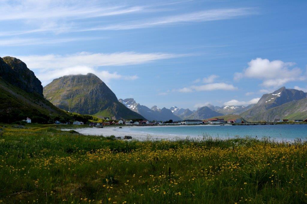 Blühende Lofoten