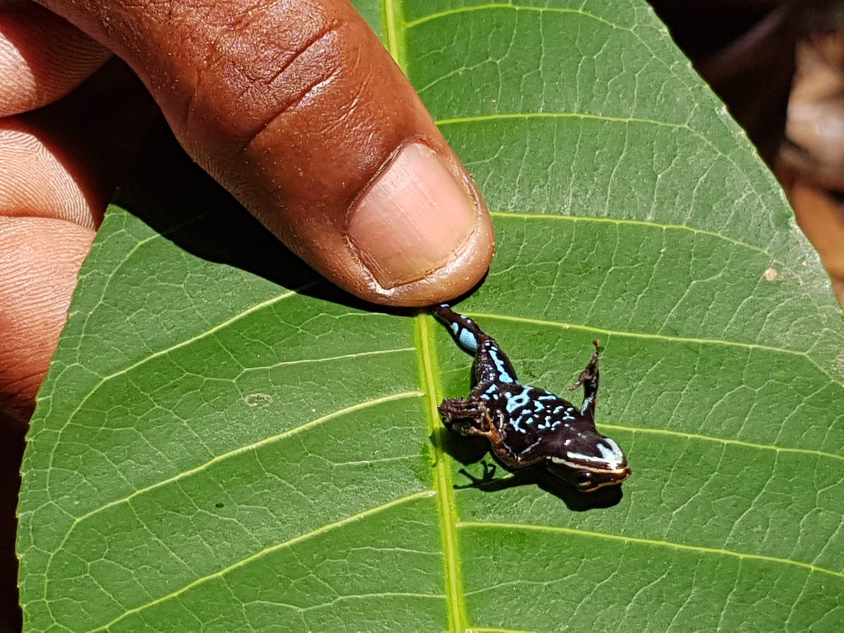 Der kleinste Frosch auf Madagaskar
