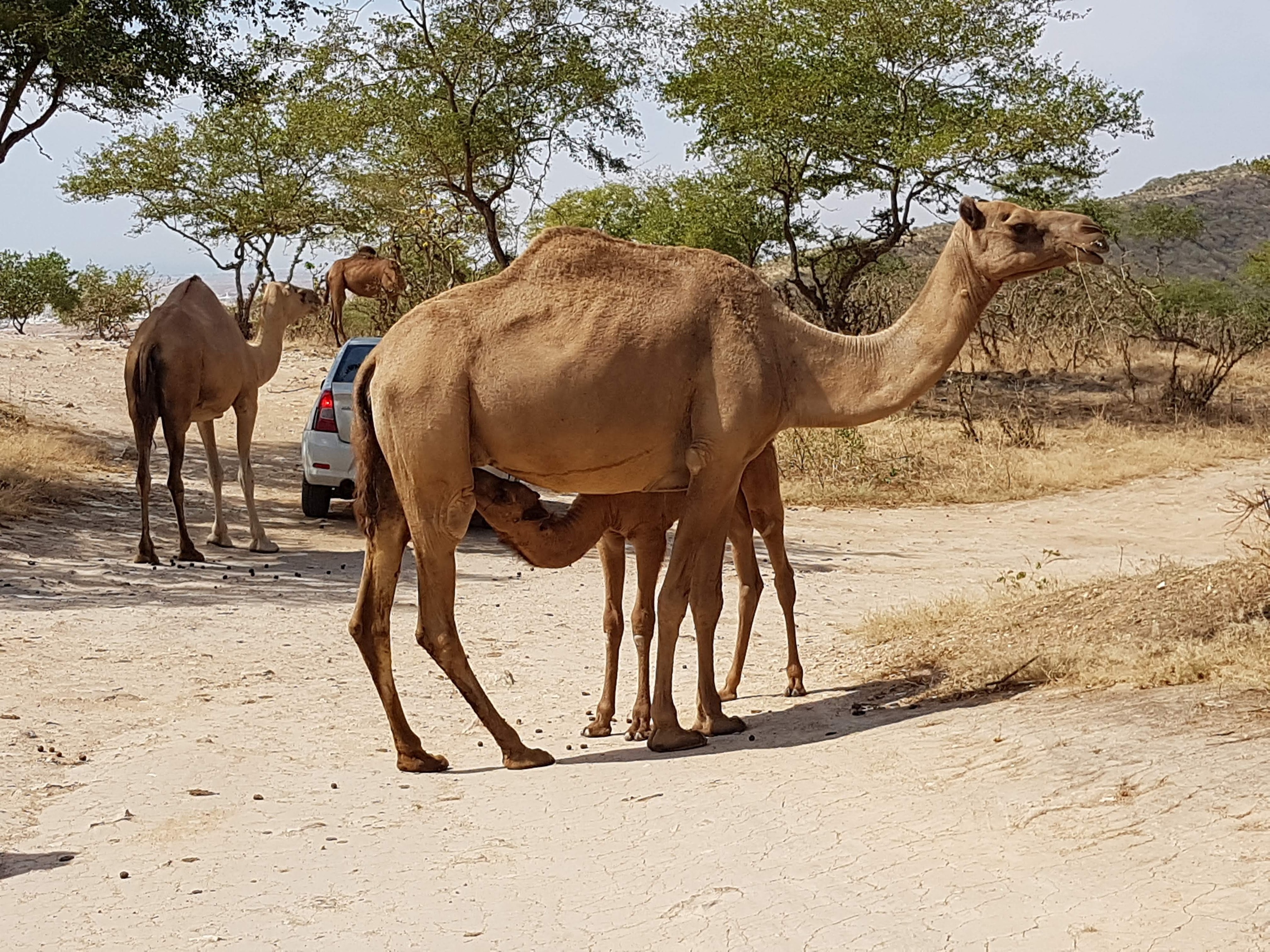 Der Nachwuchs hat Durst in Salalah