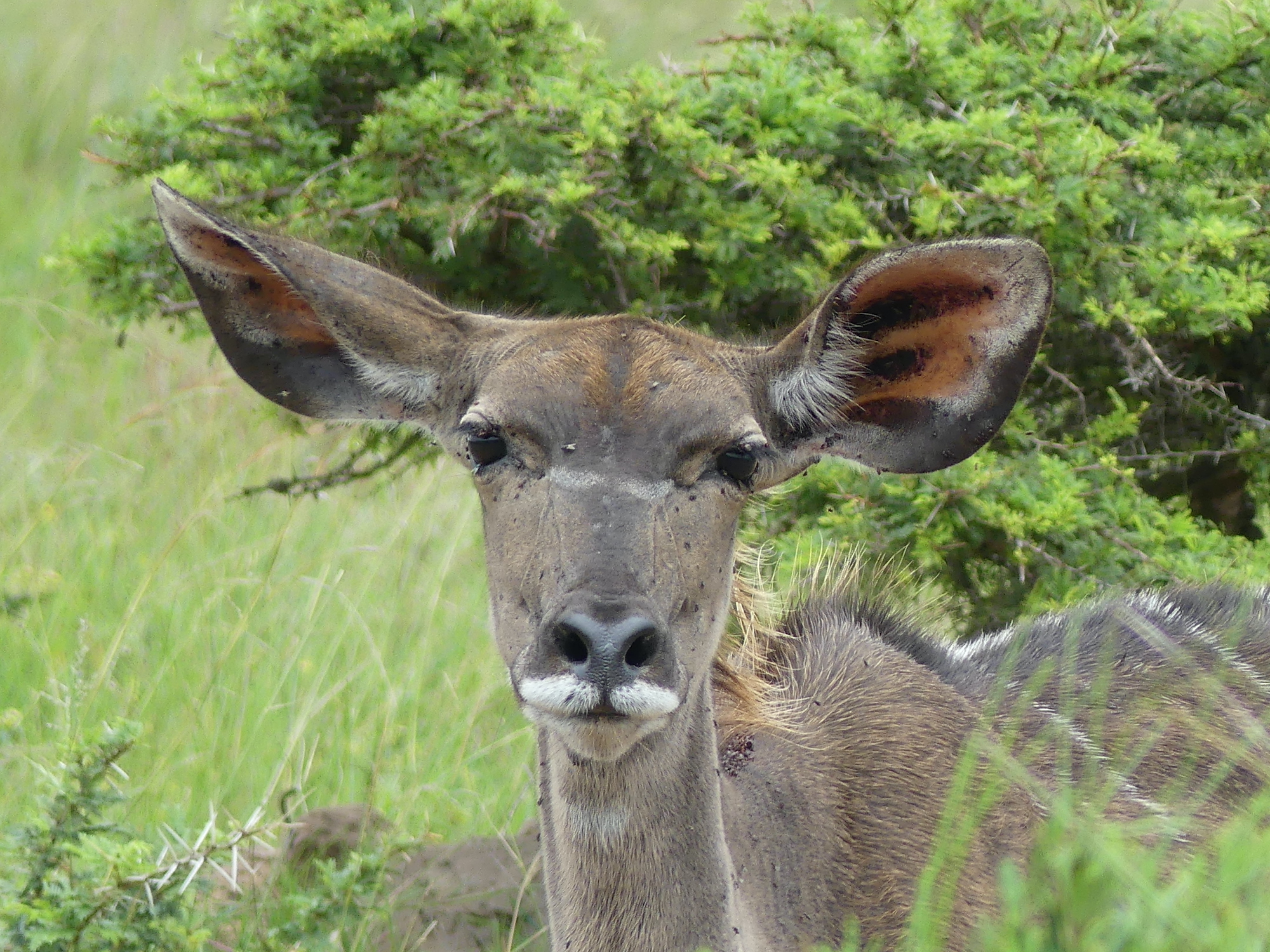 Wer Ohren hat zu hören, der höre.