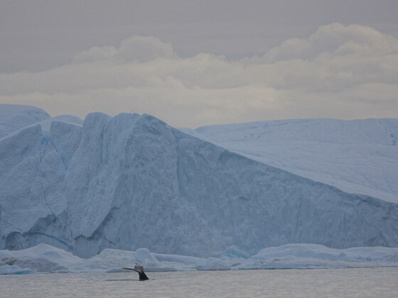 Bootsfahrt zum Eisfjord in Ilulissat/Grönland am 31.08.2022 ... oder einfach nur ein SUPER-WAL-JAHR