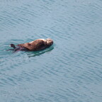 Seeottermutter mit Jungtier