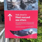 Seeotter im Vancouver Aquarium