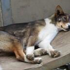 Musher's Camp und Sledge Dog Experience