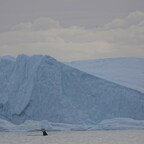 Bootsfahrt zum Eisfjord in Ilulissat/Grönland am 31.08.2022 ... oder einfach nur ein SUPER-WAL-JAHR