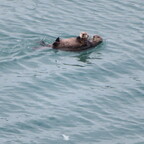 Seeottermutter mit Jungtier