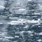 John Hopkins Inlet Glacier Bay Nationalpark