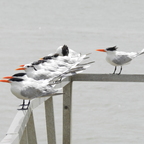 Ile Royale (Papillon)