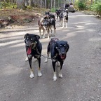 Musher's Camp und Sledge Dog Experience