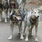 Musher's Camp und Sledge Dog Experience