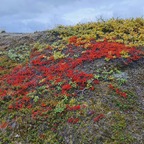 Herbst in der Tundra
