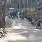 Musher's Camp und Sledge Dog Experience
