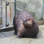 Seeotter im Vancouver Aquarium